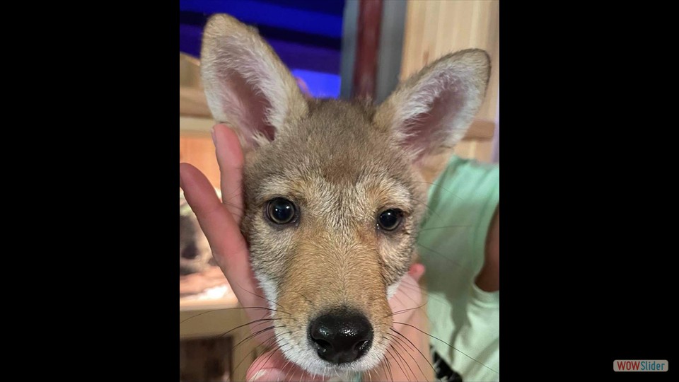 202816359_2230040060465235_3696397293907055570_n