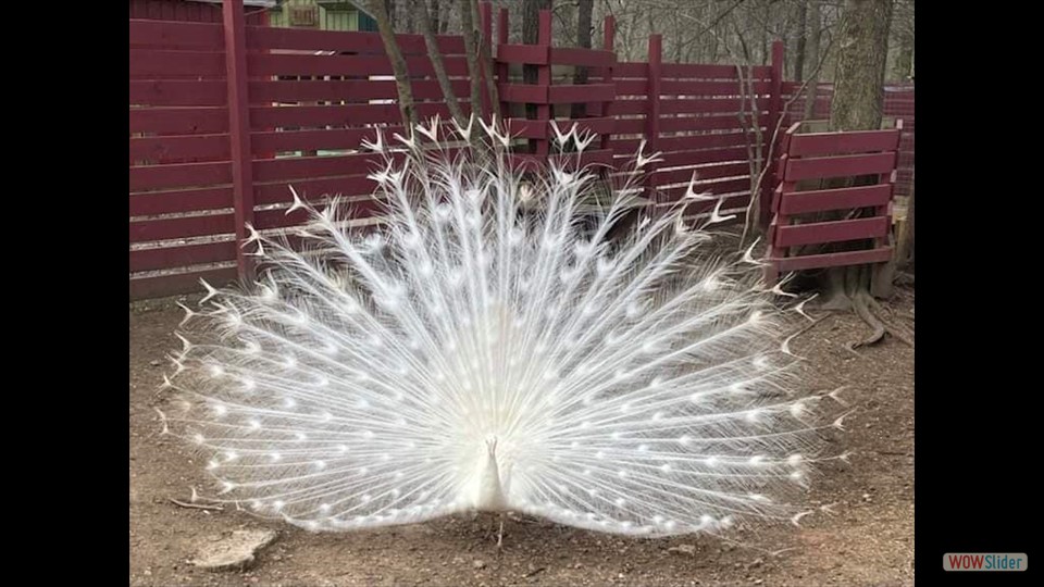 241633036_2291687060967201_8688233853351139931_n