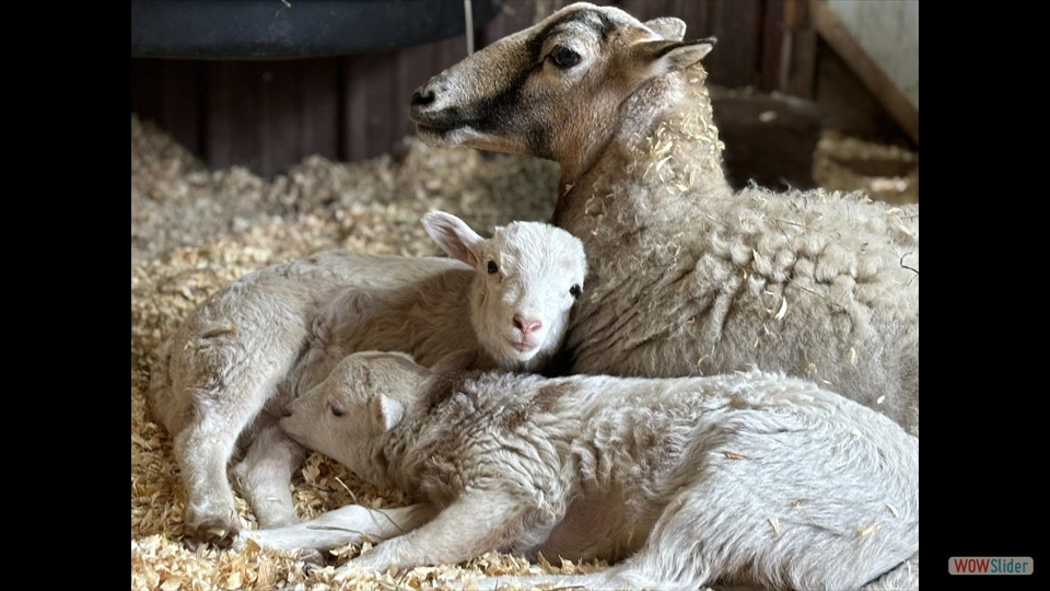 417524482_386906910591414_7713693516583670682_n