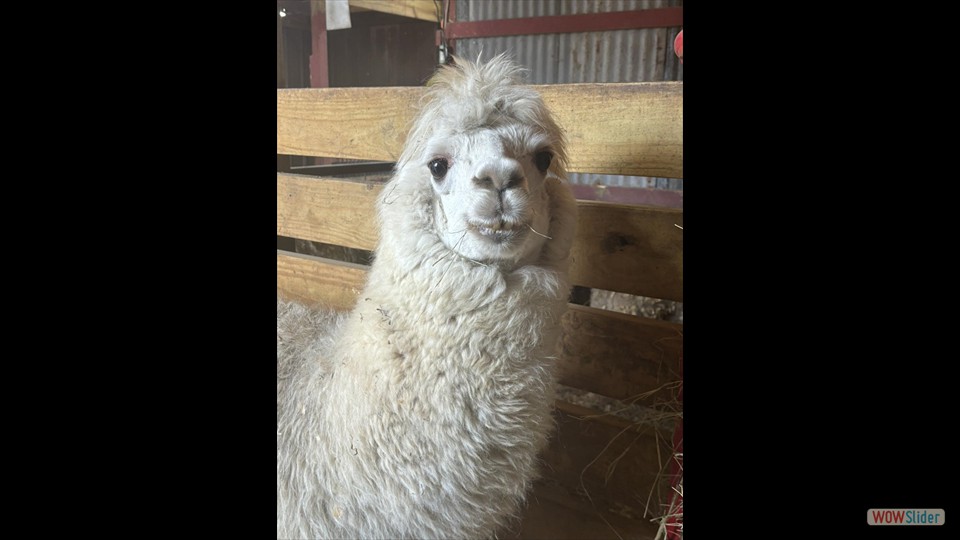 435674899_420652007216904_850932638832543157_n